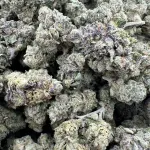 Bubblegum Gelato – 1/4 LB (Comes with bags)