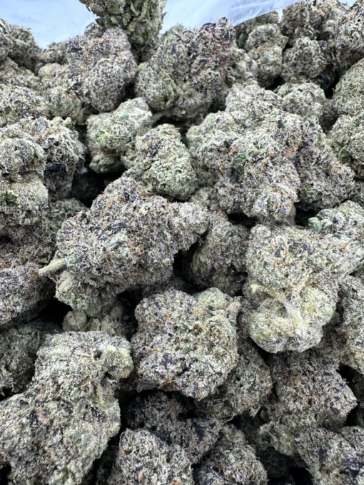 THE LEMON CHERRY GELATO | 1/4 LB Premium Flower | Loopy Sanchez THE LEMON CHERRY GELATO | 1/4 LB Premium Flower | Loopy Sanchez